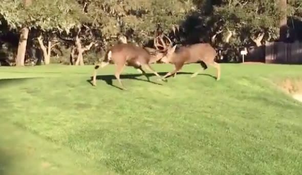 Huge deer fight breaks out on golf course (video)