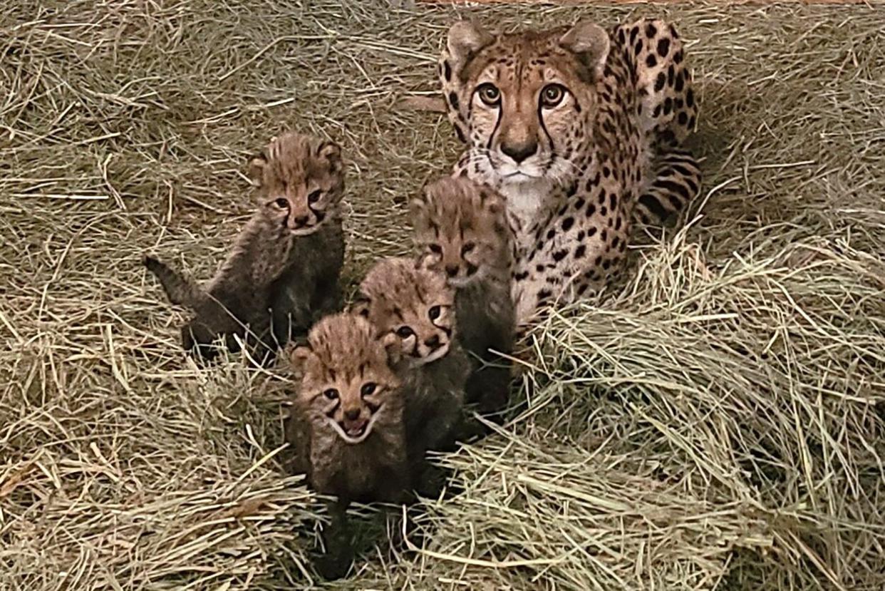 cheetah cubs