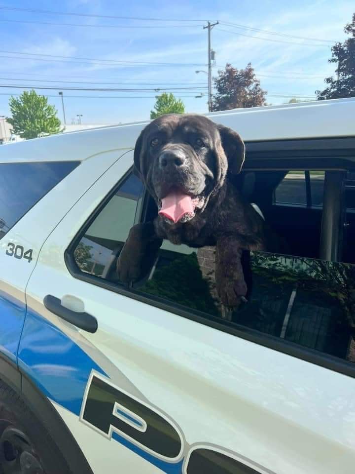 In a since deleted Facebook post, members of the Ambridge Police Department shared this photo of a female mastiff in their car on Friday, May 12. Later that day, officers say the dog became aggressive and they report that they had to shoot the animal in the parking lot.