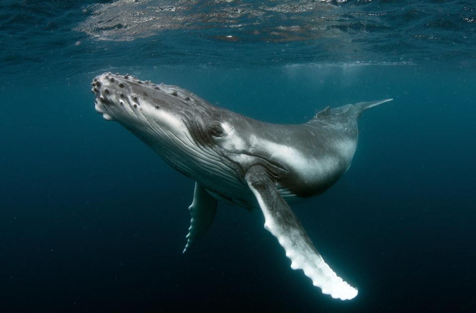 An underwater photograph of a humpback whale