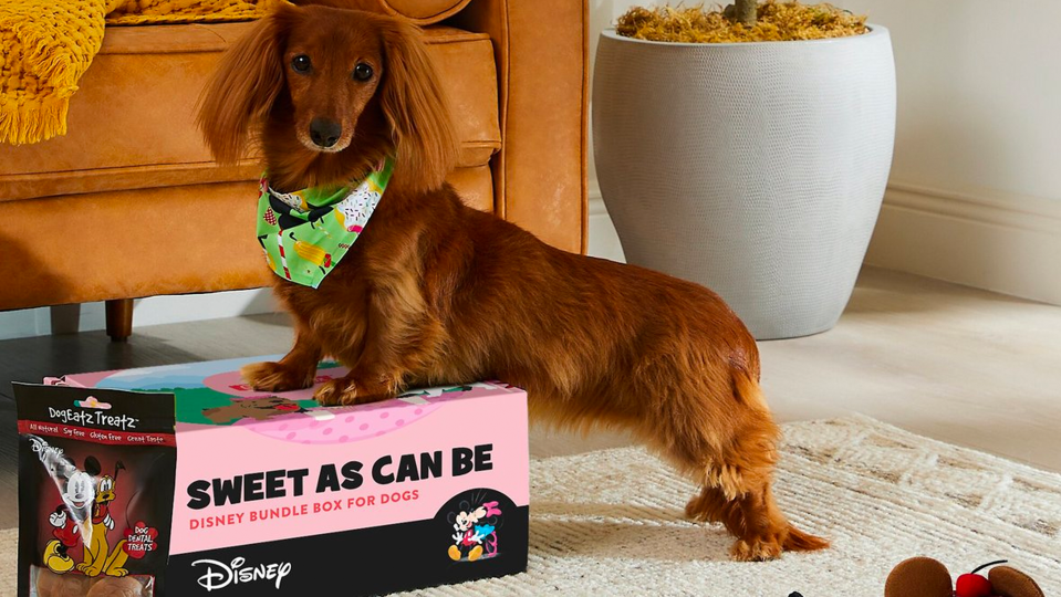 Pick up Disney pet essentials for less while supplies last at Chewy.