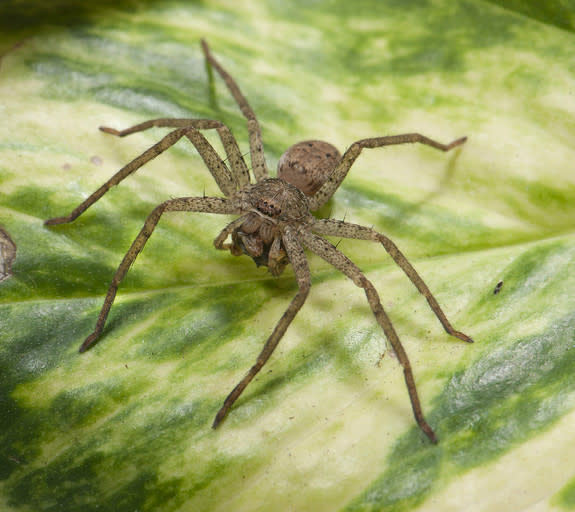 The Ten Creepiest Spiders of North America - Cool Green Science