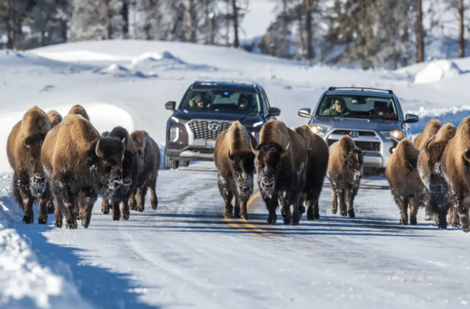 Yellowstone ist keine Zoohandlung oder ein Zoo. Hier leben Tiere. - Copyright: Kyle Sparks/Getty Images