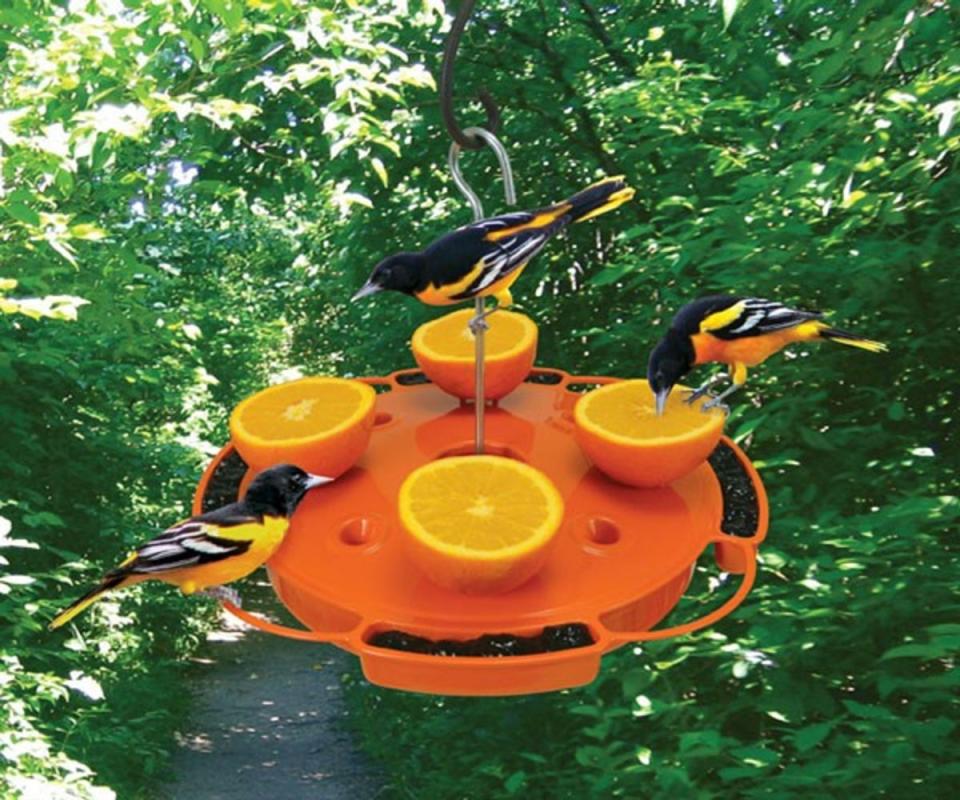 Hanging oriole feeder covered in fresh orange halves and three orioles