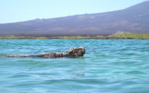 <p>Considered the only <em>true </em>marine lizard on the planet, endemic marine iguanas are only found on the Galápagos archipelago. <a rel="nofollow noopener" href="http://time.com/4292374/galapagos-marine-iguana-video/" target="_blank" data-ylk="slk:Diving with Charles Darwin’s so-called “imps of darkness”;elm:context_link;itc:0;sec:content-canvas" class="link ">Diving with Charles Darwin’s so-called “imps of darkness”</a> is a unique experience. And even though they’re a little creepy, visitors have nothing to fear. The iguanas feed exclusively on algae. </p>