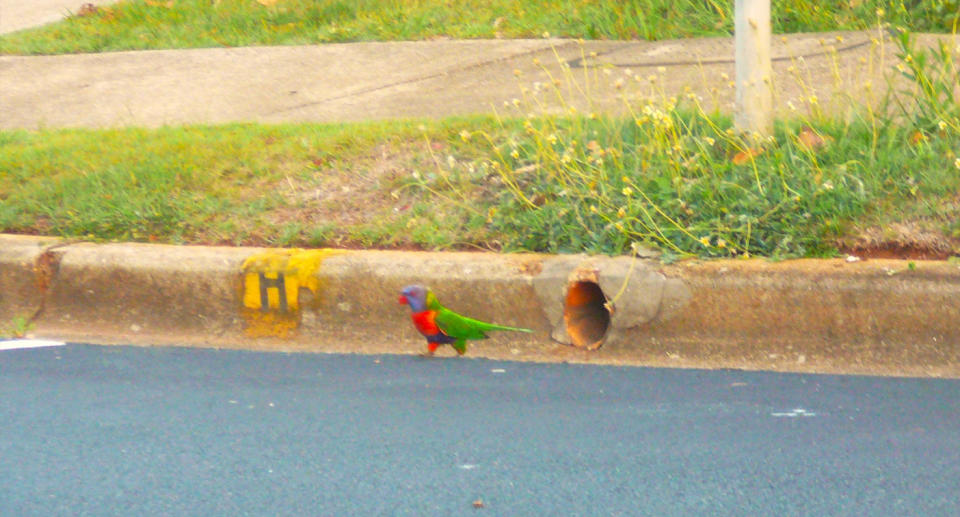 Rainbow lorikeet standing on street just outside the storm drain pipe. 