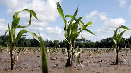 FILE PHOTO: Corn plants stand in a field that was flooded by overflowing waters of the Cedar River in Mount Vernon
