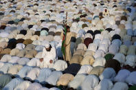 <p>A supporter of a hard-line Sunni Muslim group, Ahle Sunnat Waljamaat, stands holding a flag between other supporters praying, during a rally to condemn the burning of an Islamic seminary by a group of Shiites mob in sectarian clashes, in Karachi, Pakistan, Nov. 22, 2013. (AP Photo/Shakil Adil) </p>