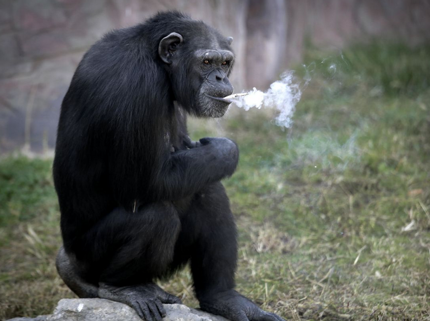 It would likely cause outrage in other parts of the world, however spectators were seen cheering and laughing at Azalea's smoking habit. Photo: AP