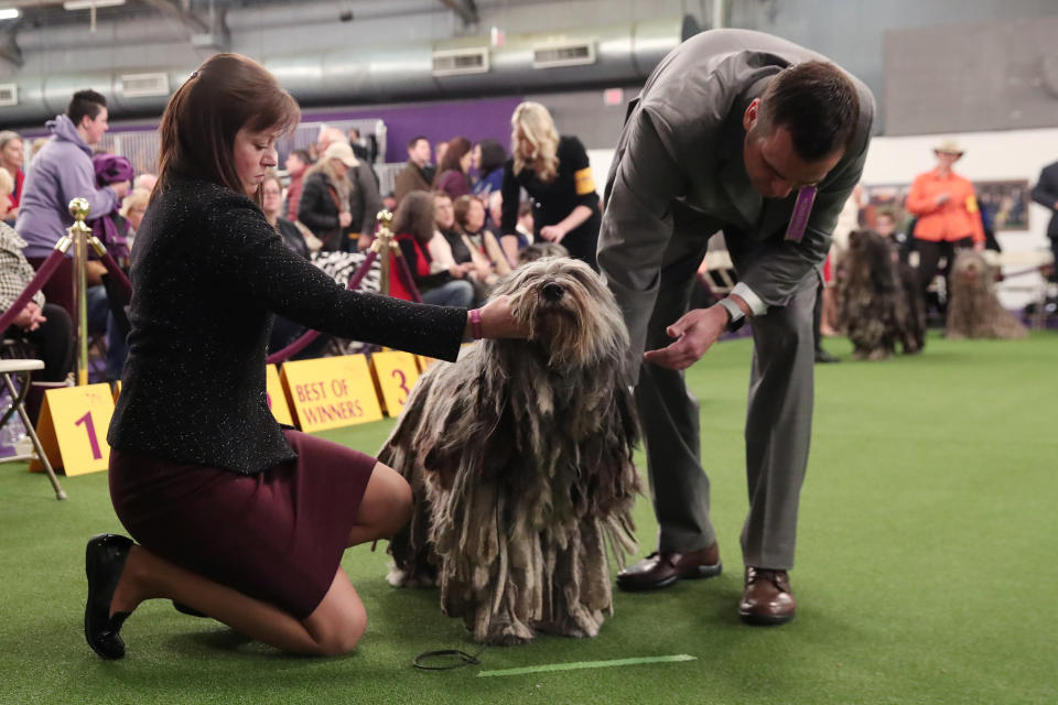 A Bergamasco shepherd breed is judged during the 143rd Westminster Kennel Club Dog Show in New York, Feb. 11, 2019. (Photo: Shannon Stapleton/Reuters)