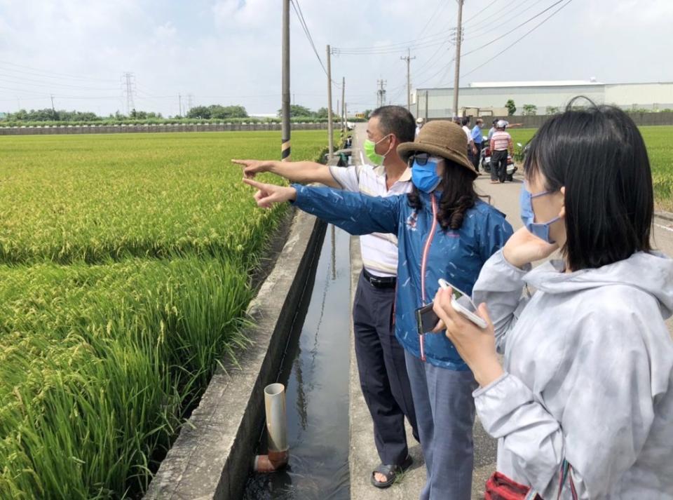 梧棲區水稻發育受阻，出現「吊穗」或「吊狗」現象，穀粒不充實形成「空包彈」，梧棲區農會總幹事王秝毅接獲稻農陳情到場勘查。（記者陳金龍攝）