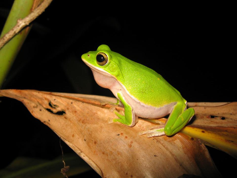 諸羅樹蛙為樹蛙科（Rhacophoridae）樹蛙屬（Rhacophorus），雄蛙體型4至5公分，雌蛙5至8公分，背部草綠色、腹部白色無斑點，體側兩旁有一條從吻端到腹部的白線。（圖／農業部生物多樣性研究所提供）