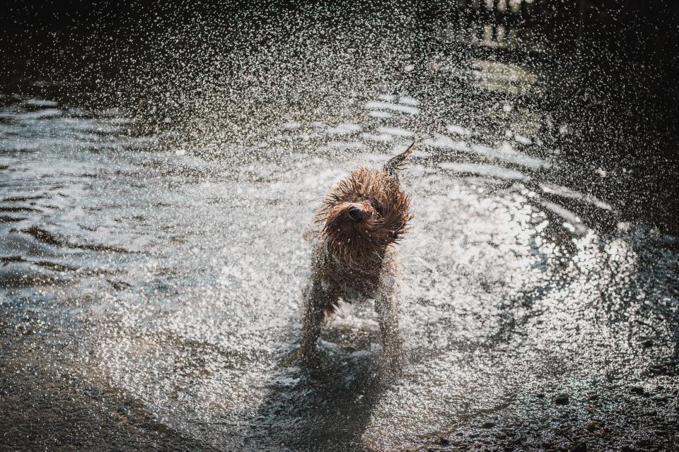 A dog plays and splashes in a puddle.