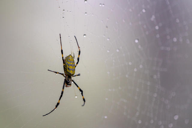 Joro Spiders: All about the spider species that is spreading across U.S. -  The Economic Times