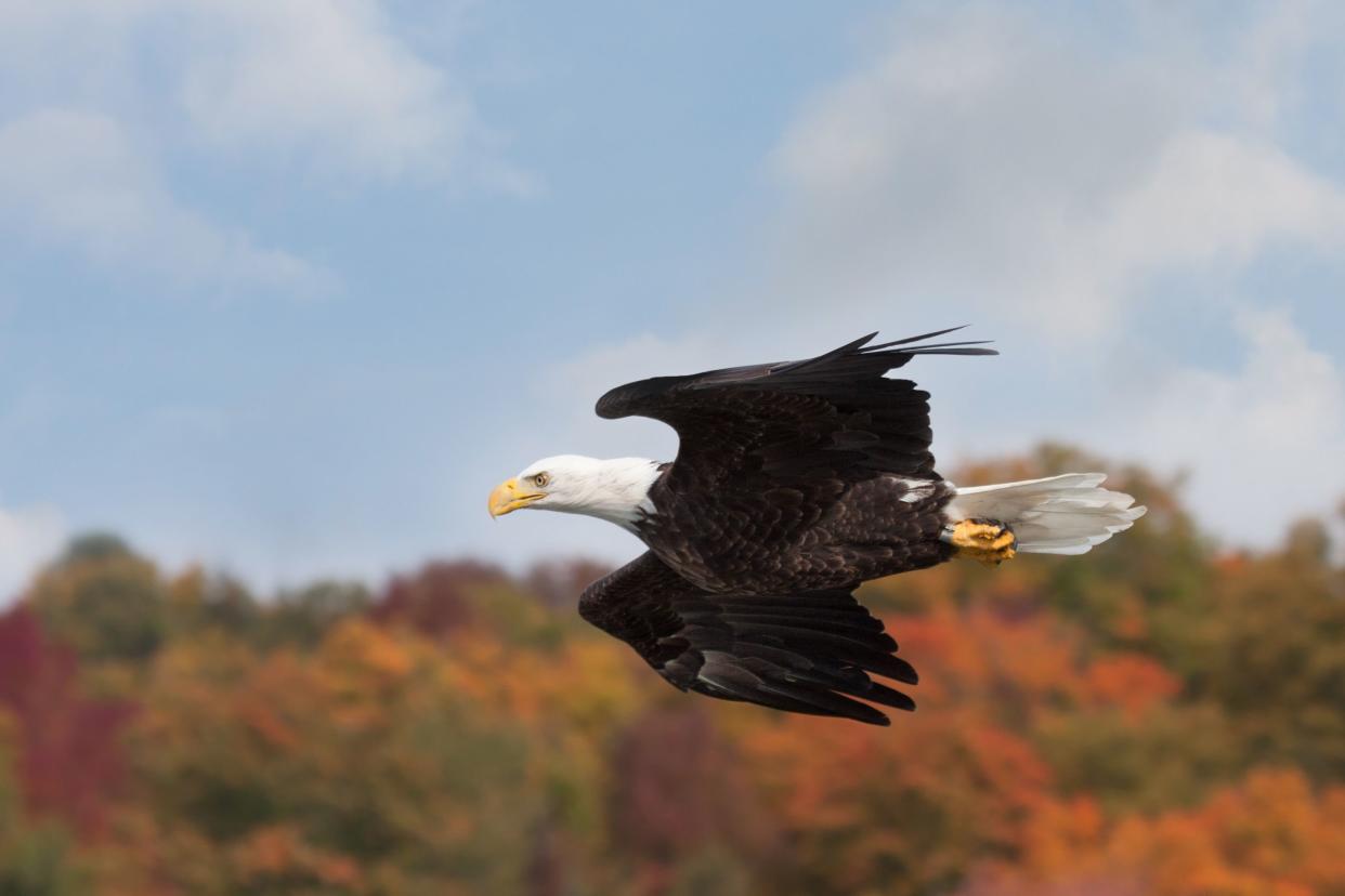 In maximum aerodynamic form, a bald eagle darts across an colorful autumn skyline.