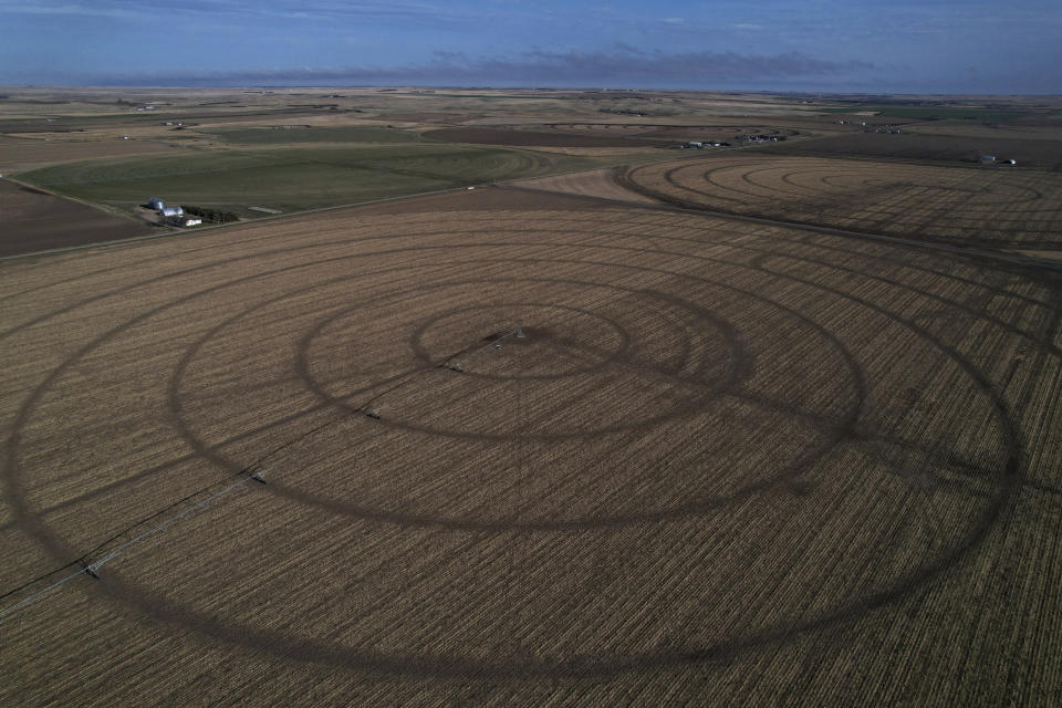 A corn field is seen on Don Schneider's property Friday, April 29, in Ovid, Colo. Schneider and his neighbors take surplus South Platte water in winter to augment the wells they use to irrigate their crops in summer. (AP Photo/Brittany Peterson)