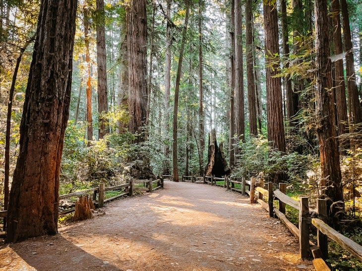 Henry Cowell Redwoods State Park in Santa Cruz, California