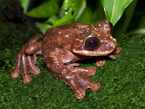 Frogs, salamanders and toads suffering ‘catastrophic population decline’, scientists say