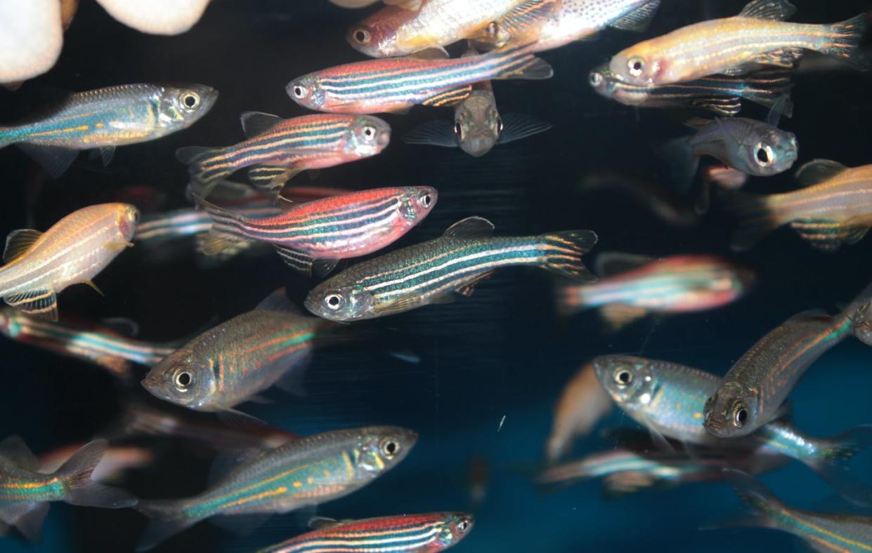 <span class="caption">Because of their social nature and the fact that they share 70 per cent of their DNA with humans, zebrafish make ideal test subjects.</span> <span class="attribution"><span class="source">(Shutterstock)</span></span>