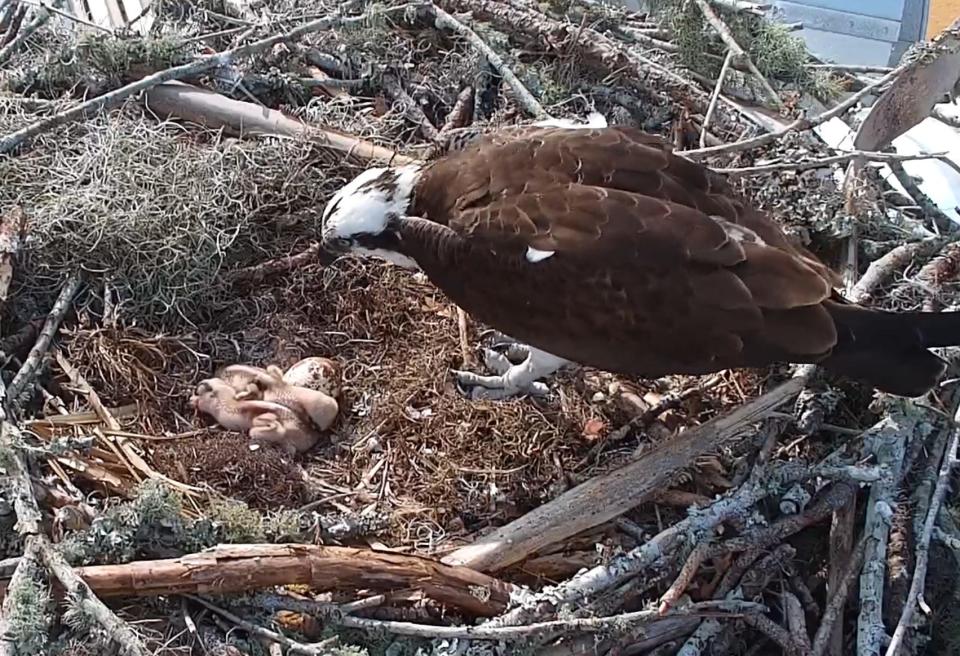 In this screenshot from a live web camera, a pair of osprey hatchlings, born in the first week of April, lay next to a third egg as an adult osprey hovers over the chicks in a nest at the University of Florida campus.