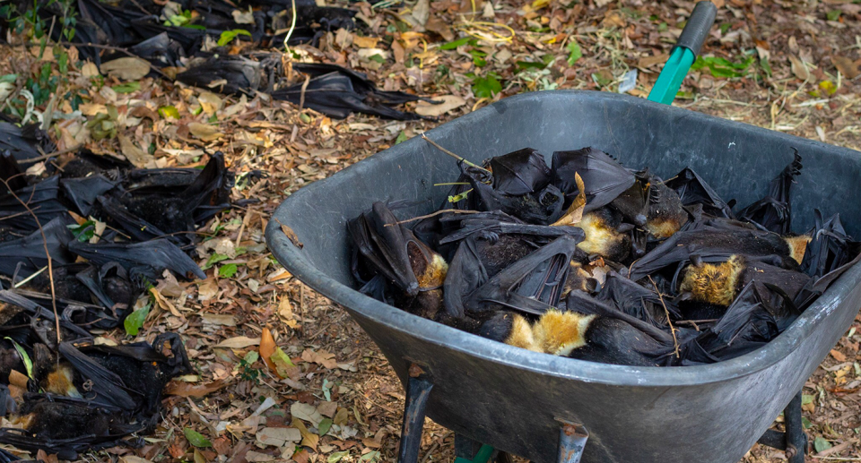 A wheelbarrow full of dead flying foxes, taken after the 2018 Cairns heatwave.