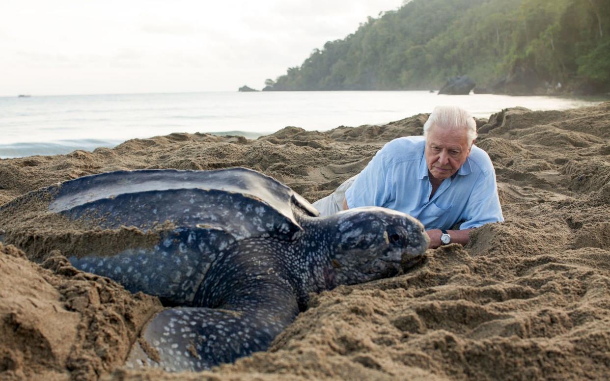 Sir David Attenborough with a leatherback turtle in Trinidad  - WARNING: Use of this copyright image is subject to the terms of use of BBC Pictures' Digital Picture