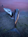 In this image released by Sea Shepherd Conservation Society the carcasses of dead white-sided dolphins lay on a beach after being pulled from the blood-stained water on the island of Eysturoy which is part of the Faeroe Islands Sunday Sept. 12, 2021. The dolphins were part of a slaughter of 1,428 white-sided dolphins that is part of a four-century-old traditional drive of sea mammals into shallow water where they are killed for their meat and blubber. The hunt in the North Atlantic islands is not commercial and is authorized, but environmental activists claim it is cruel. (Sea Shepherd via AP)