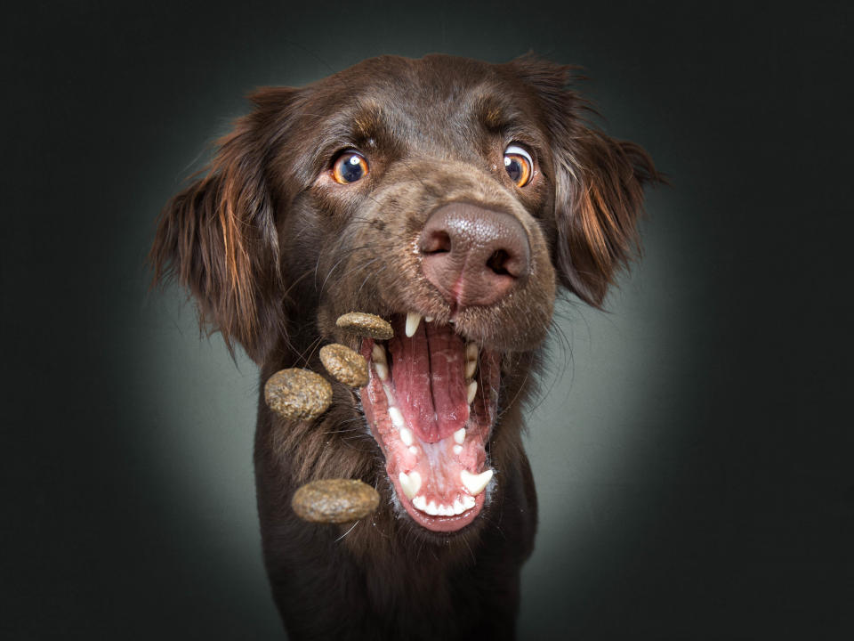 Hilarious photos of dogs trying to catch treats