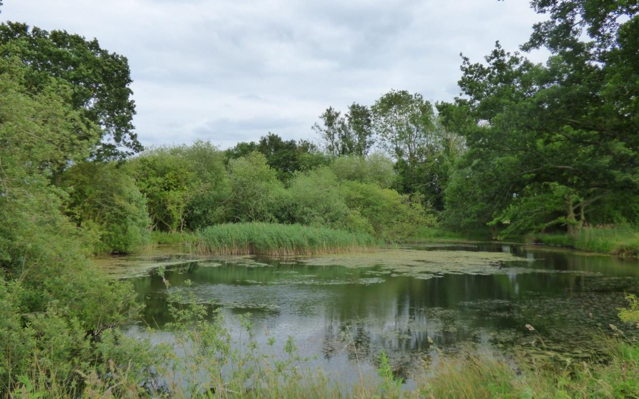 Pyes Pit, Heydon Estate, Norfolk - Norfolk Ponds Project