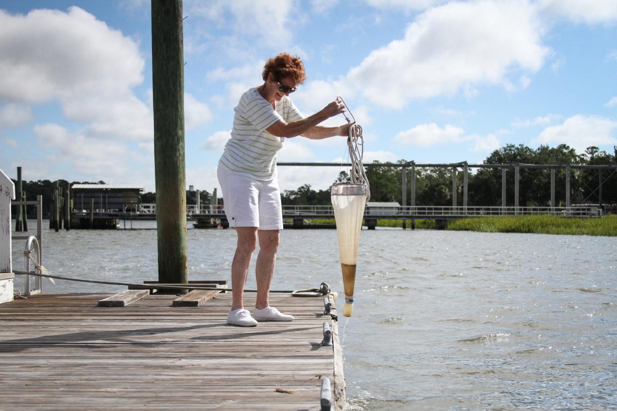 A volunteers with the Phytoplankton Monitoring Network takes a water sample off the dock on Skidaway Island.