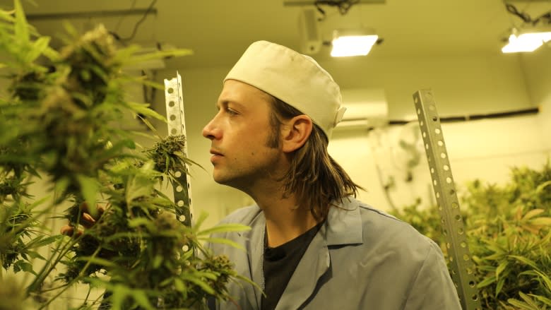 'This is what buoys this town': B.C.'s small pot farmers fight for space in legal market