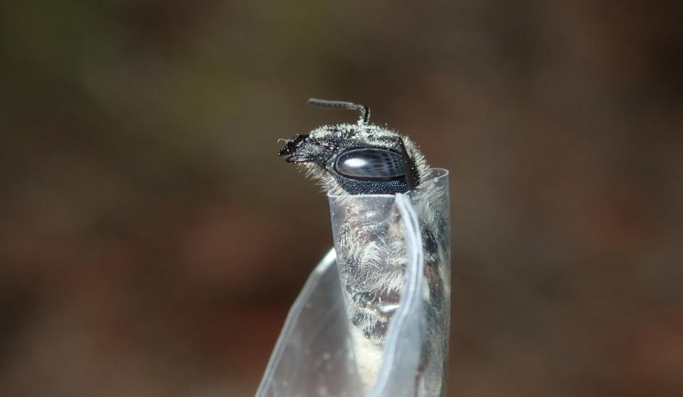 After capturing a bee, researchers place it in a plastic bag with a hole to photograph its head before releasing it. Pollen left in the bag is analyzed to determine which flowers the bee visited. (Photo: Florida Museum Photo by Chase Kimmel)