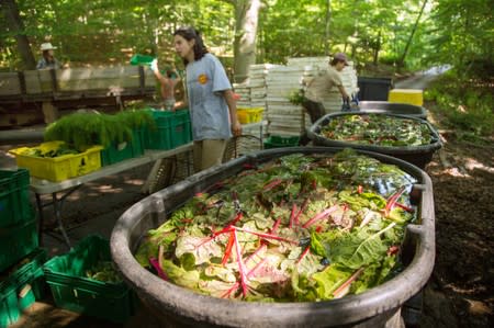 Vegetables are seen at the Quail Hill Farm in Amagansett