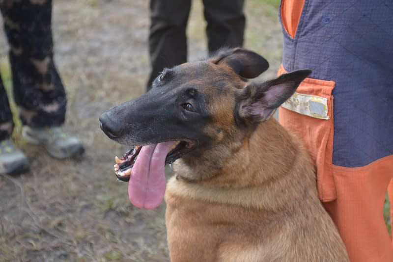 有新北搜救犬隊王牌稱號的比利時狼犬貝塔（Beta），2022年3月正式退休，與新家人展開新生活。圖片來源：中央社