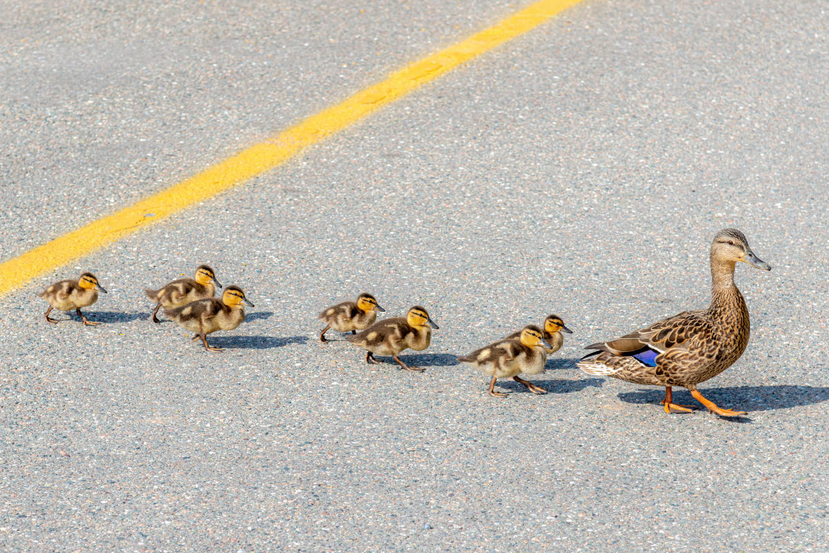 Etats-Unis : il descend de voiture pour aider des canards à traverser et se  fait percuter mortellement