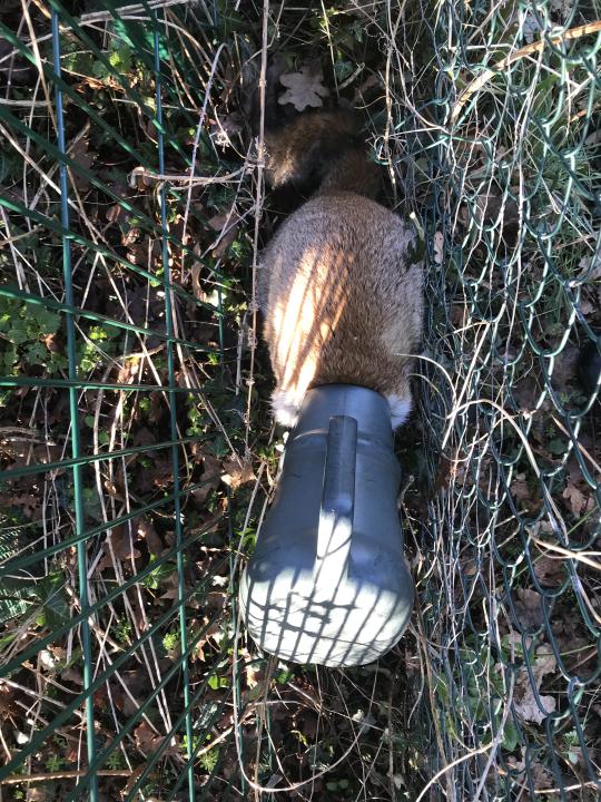 Una zorra en Colchester fue encontrada con una regadera pegada en su cabeza (RSPCA)