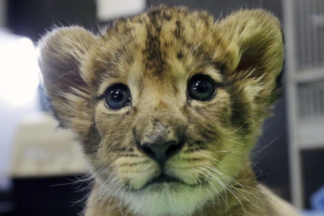 Parks Lion Cubs Naming