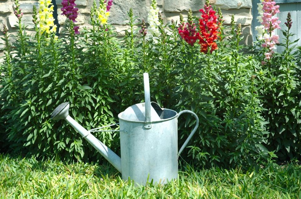 Tin watering can sitting in front of patch of colorful snapdragons. 