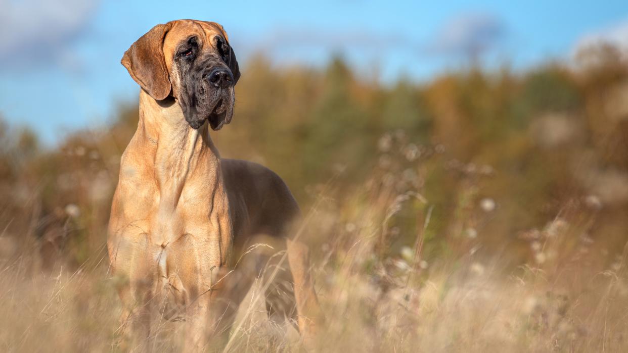  Great Dane standing in a field. 