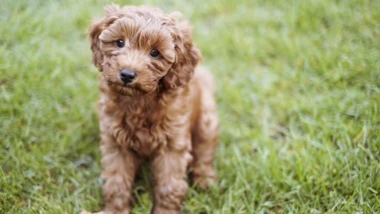 Bring Back Birdie: Alabama Woman Searching For Lost Cavapoo Who Went Missing From Parked Car