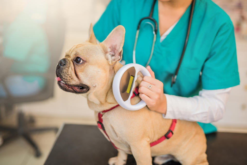 A veg working with a French bulldog