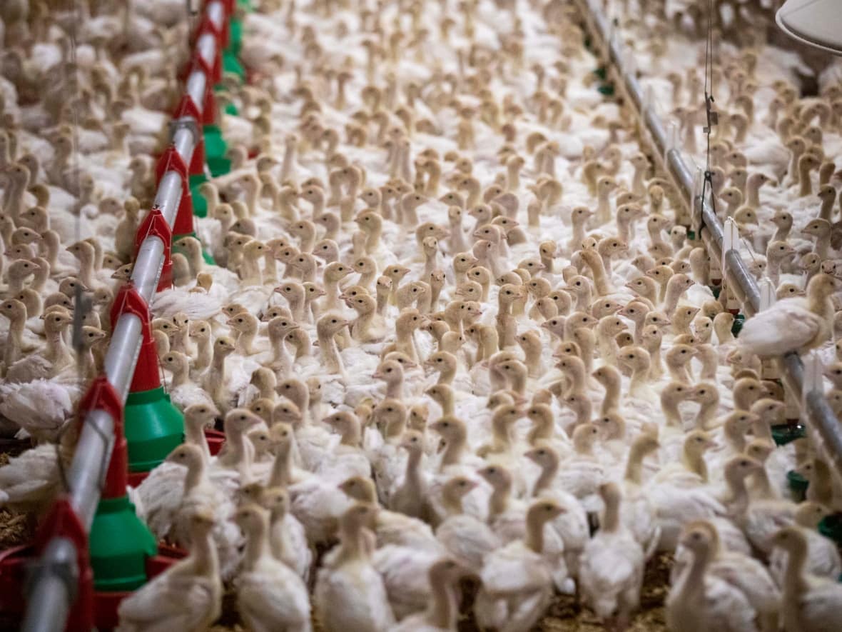 Two-week old turkeys at a turkey farm in Richmond, B.C. Farmers in the province's poultry heartland, the Fraser Valley, are expressing concern as a continent-wide outbreak of avian flu has reached their flocks. (Ben Nelms/CBC - image credit)