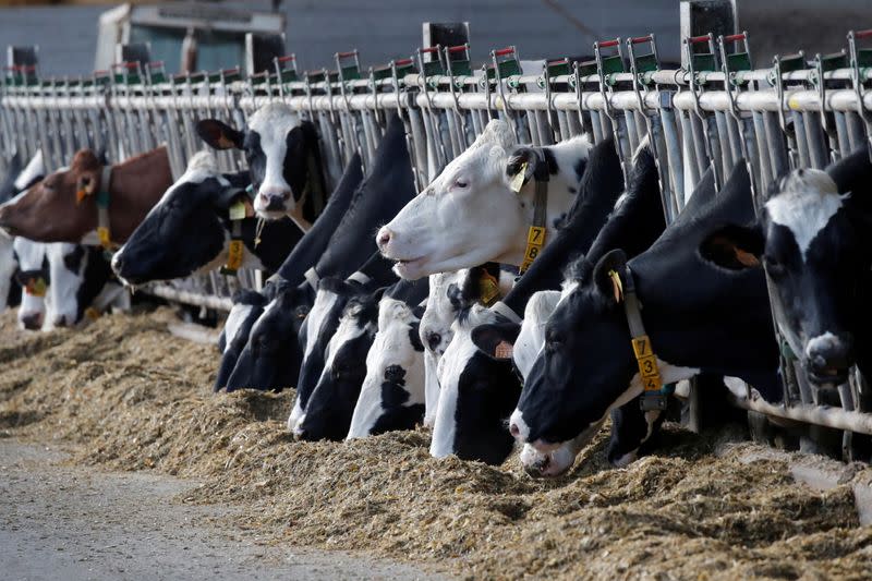 FILE PHOTO: Cows eat at a dairy farm in Lizines