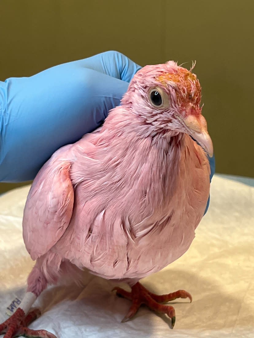 A pigeon dyed pink looks at the camera. It's being held in place by a hand with a blue surgical glove on it. (Courtesy of Alexis Ayala / Wild Bird Fund)