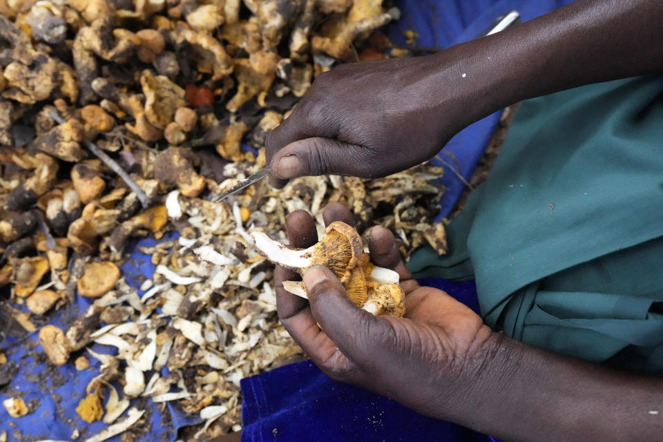 A woman uses a knife to clean mushrooms before joining the stiff competition to lure passing motorists on the outskirts of Harare, Tuesday, Feb. 21, 2023. Zimbabwe’s rainy season brings a bonanza of wild mushrooms, which many rural families feast upon and sell to boost their incomes. Rich in protein, antioxidants and fiber, wild mushrooms are a revered delicacy and income earner in Zimbabwe, where food and formal jobs are scarce for many. (AP Photo/Tsvangirayi Mukwazhi)