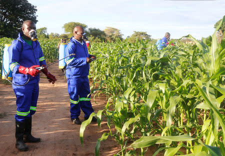 Agricultural officials spray maize plants affected by armyworms in Keembe district, Zambia, January 6, 2017. Picture taken January 6, 2017. REUTERS/Jean Mandela