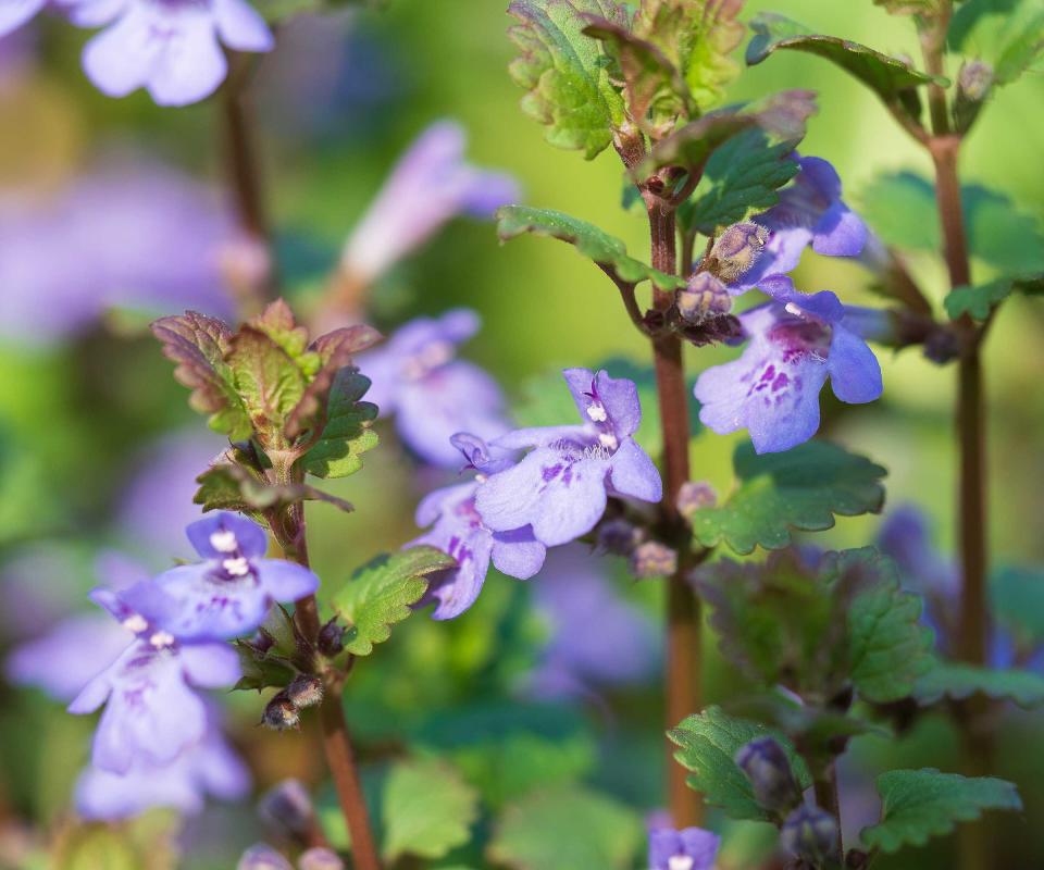 creeping Charlie weed in bloom