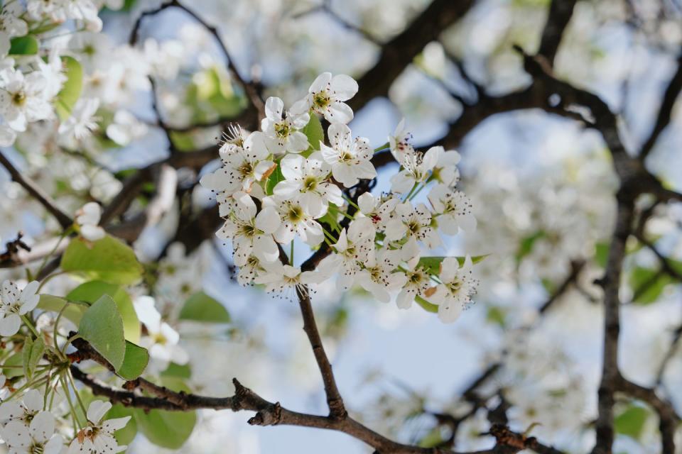 why not to plant bradford pear