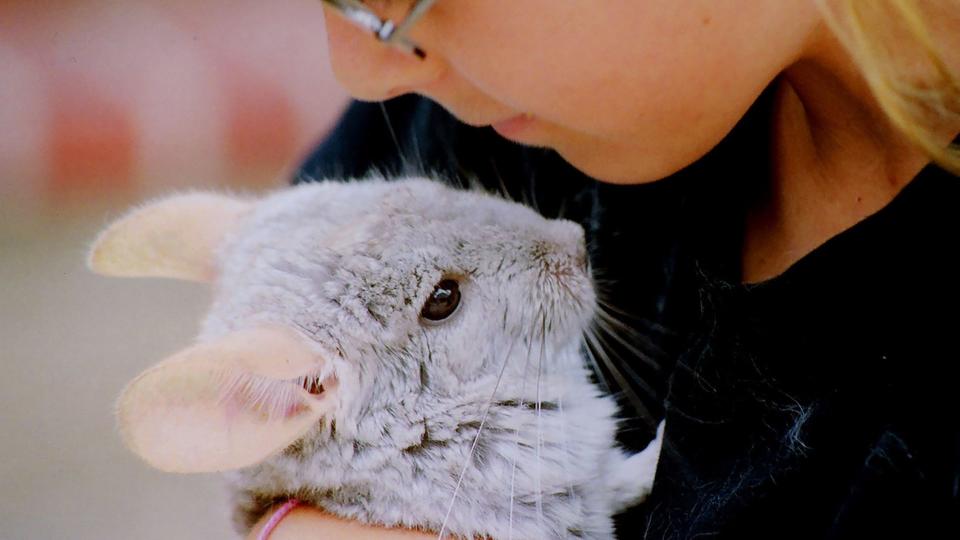 Grey chinchilla being cuddled