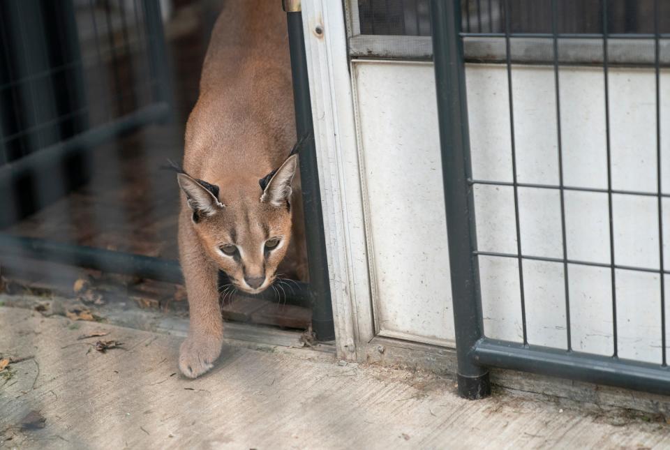 Elaine Westfall, of Royal Oak, is relieved her two African caracal cats were returned to her home on October 14, 2021. Westfall had help from Heather Ineich, founder of South Lyon Murphy Animal Recovery. Westfall owns three of the cats but only two escaped her backyard fenced-in enclosure. Wasabi, the one-year-old African caracal cat comes out to play and was not one of the cats that escaped.